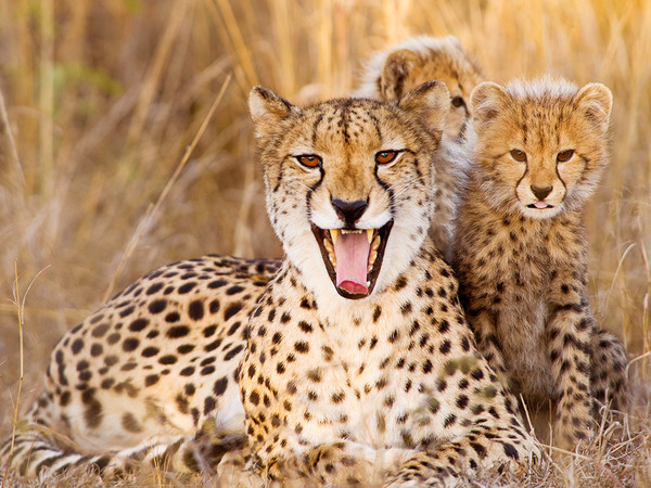 leopardo-familia-guepardo