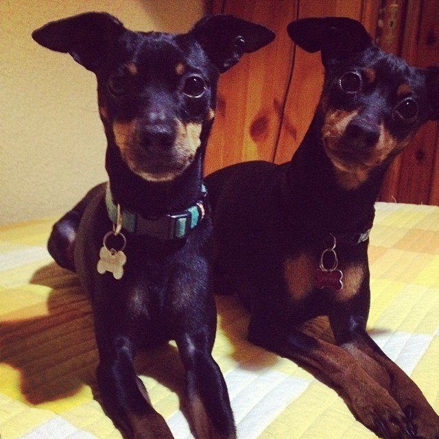 28 Razas de Perros Pequeños con sus Fotos y Características ...