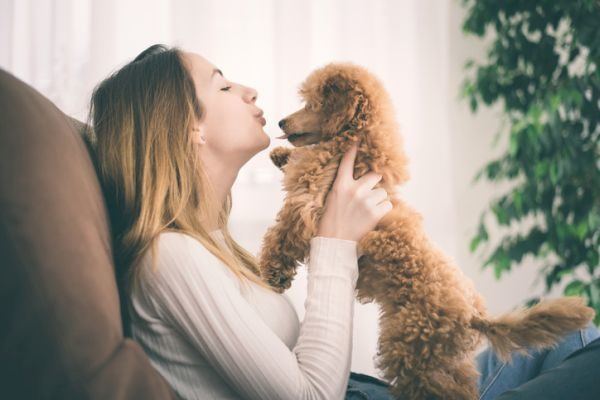 perros-que-no-sueltan-pelo-caniche-istock