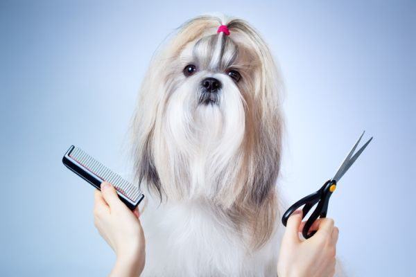 perros-que-no-sueltan-pelo-shi-tzu-istock