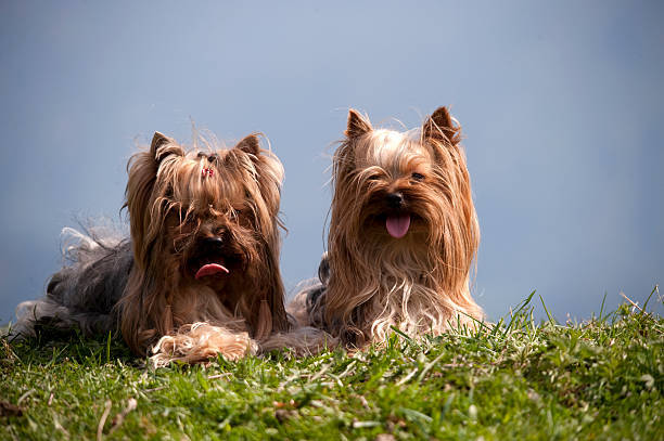 28 Razas de Perros Pequeños con sus Fotos y Características ...