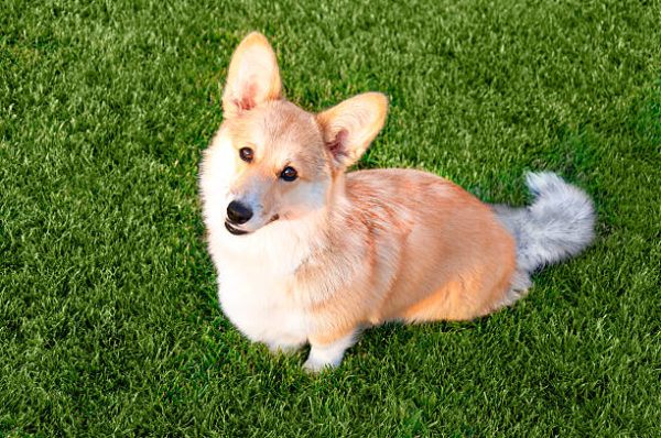 Corgi gales de pembroke caracteristicas comportamiento origen historia