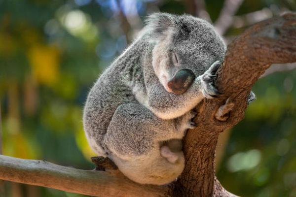 Animales que se extinguieron el ano pasado koalas 