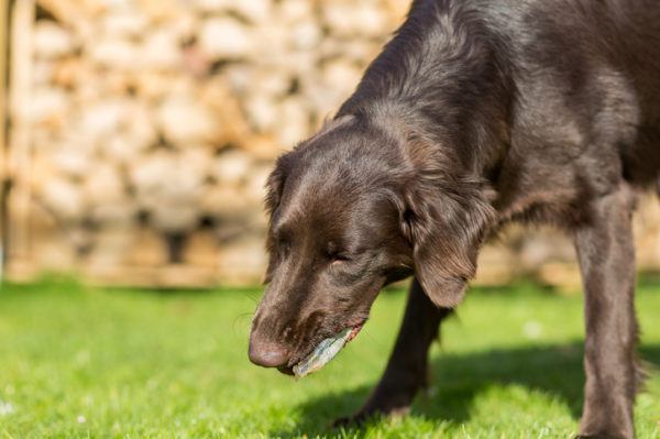 Como hacer vomitar a un perro sin danarle 