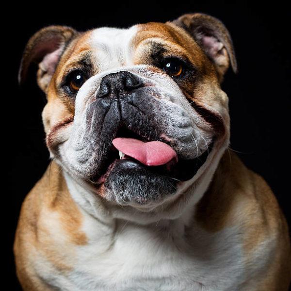 Bulldog ingles FOTOS retrato