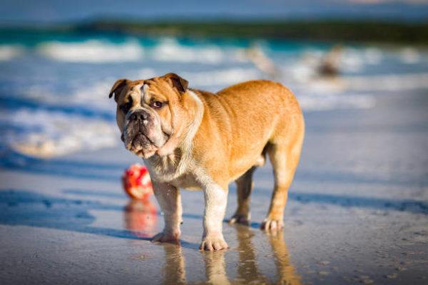 Bulldog ingles caracteristicas cuidados 