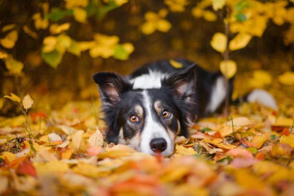 Border collie caracteristicas cuidados fotos 