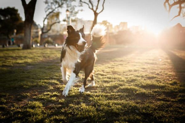 Border collie caracteristicas origen cuidados 