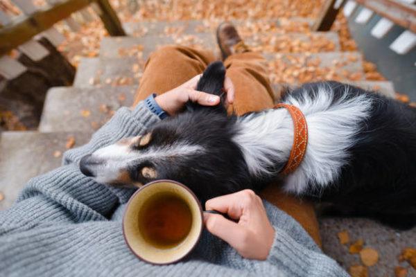 Border collie cuidados 