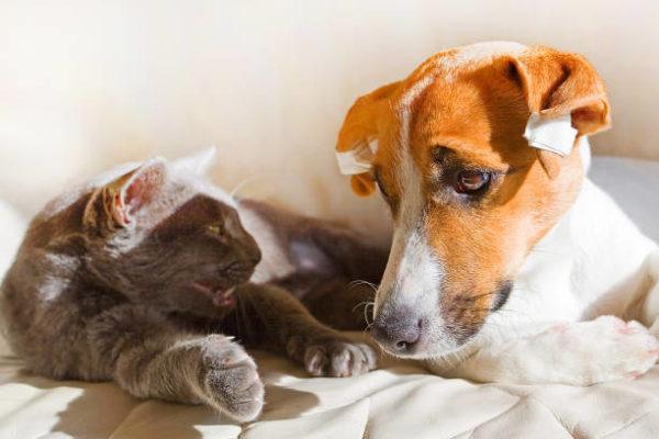 Como afecta la cuarentena a mascotas