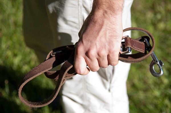 Lombrices en perro síntomas, tipos, tratamiento