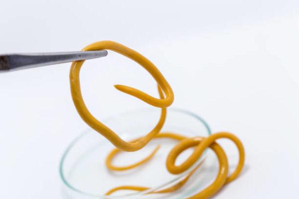 Lombrices en perro síntomastratamiento y cómo se contagian