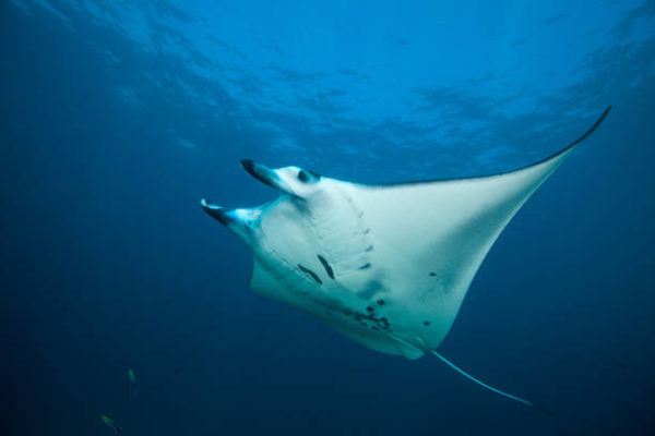 Los animales marinos mas grandes del mundo Mantarraya gigante 