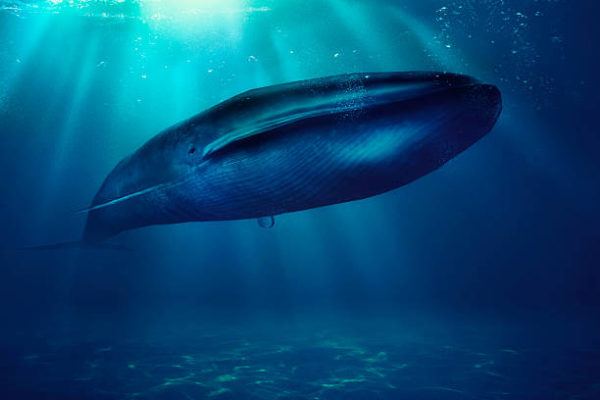 Los animales marinos mas grandes del mundo bayena azul 