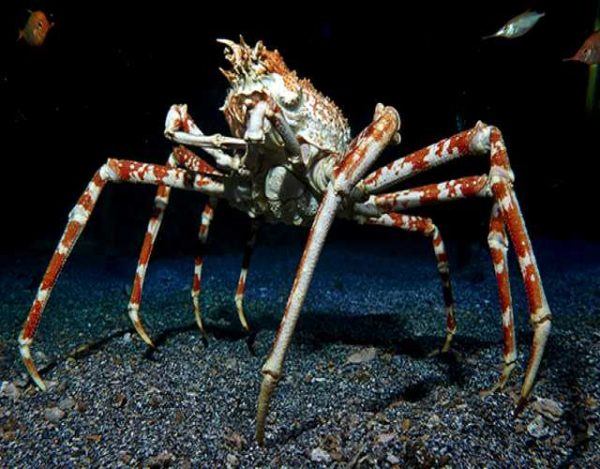 Los animales marinos mas grandes del mundo cangrejo araña japones l 