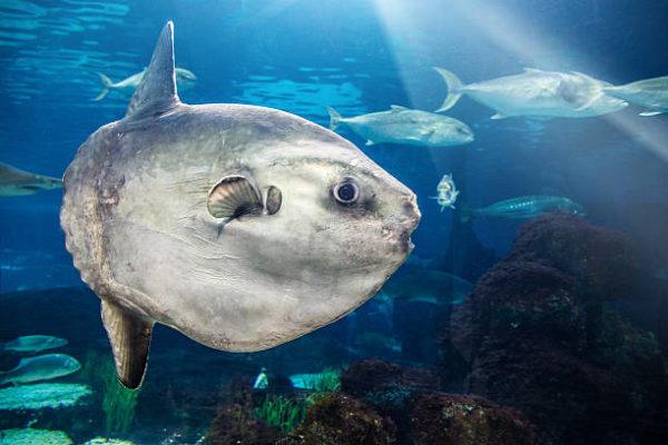Los animales marinos mas grandes del mundo pez luna 