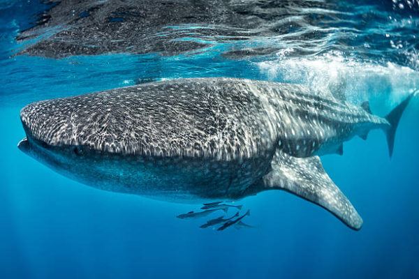 Los animales marinos mas grandes del mundo tiburon ballena 