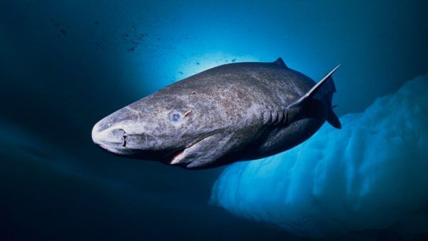 Los animales marinos mas grandes del mundo tiburon groenlandia 