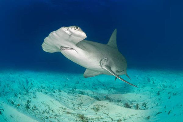 Los animales marinos mas grandes del mundo tiburon martillo gigante 
