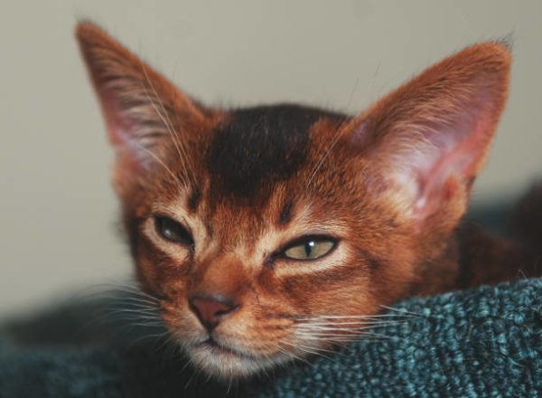 Gato abisinio caracteristicas cuidados consejos dormido 