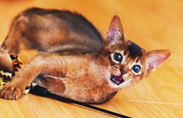 Gato abisinio caracteristicas cuidados consejos jugando 