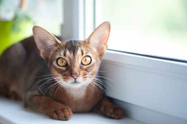 Gato abisinio caracteristicas cuidados consejos junto ventana 