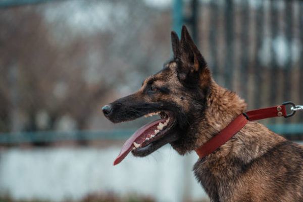 Pastor malinois características cuidados consejos rostro