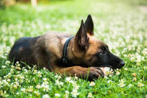 Pastor malinois características cuidados consejos tumbado comiendo