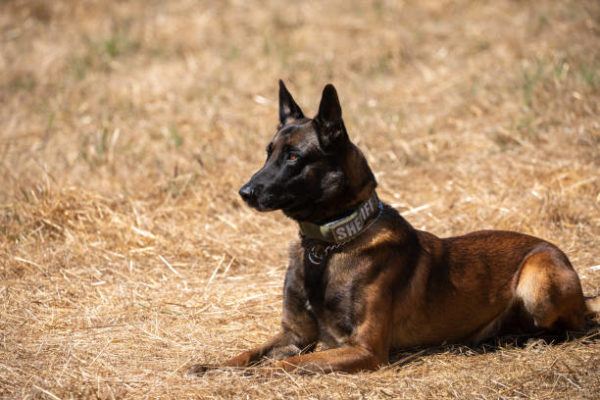 Pastor malinois características cuidados consejos tumbado