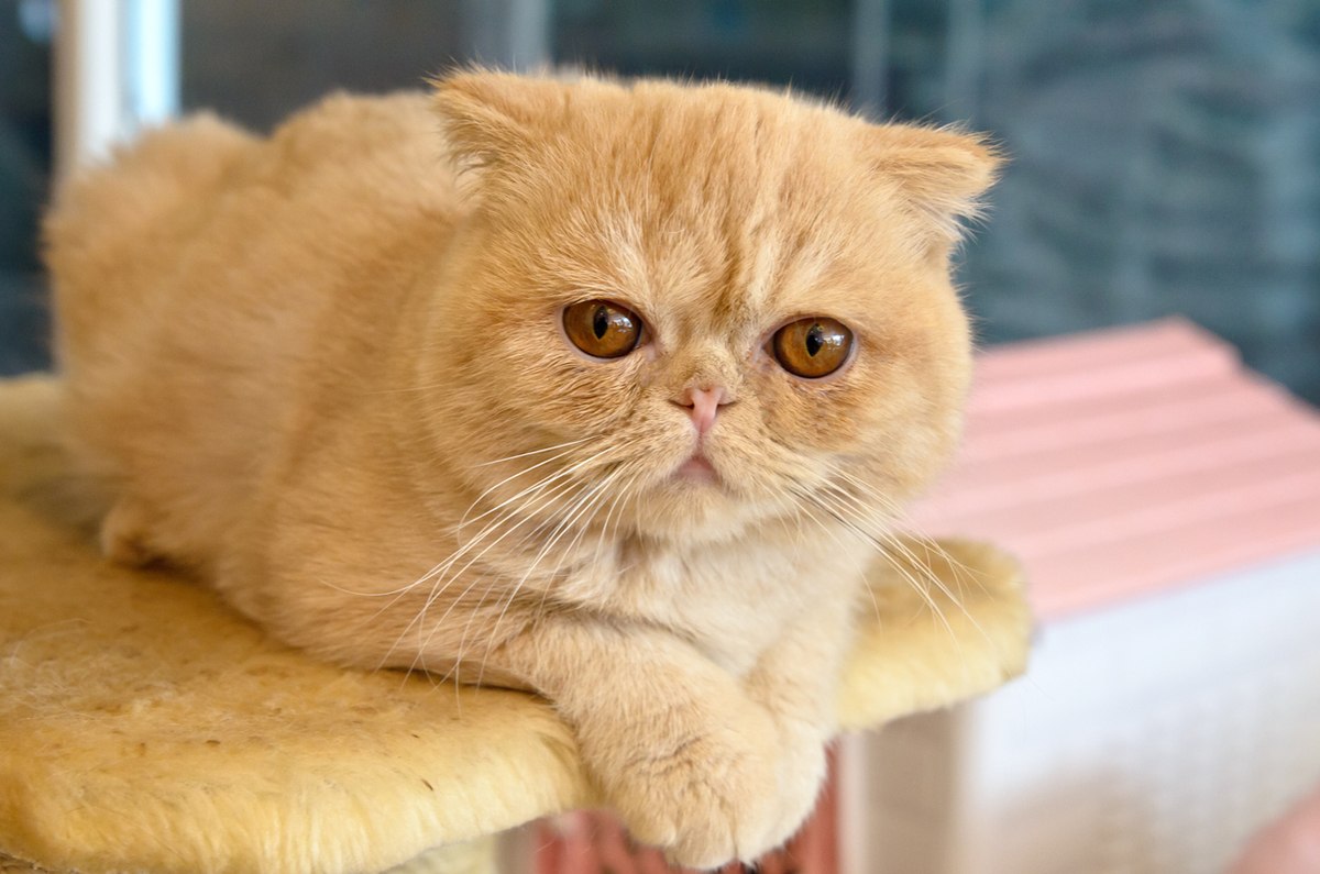 Gatos De La Raza De Garfield