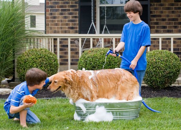 Como bañar a un perro facil en el jardin 