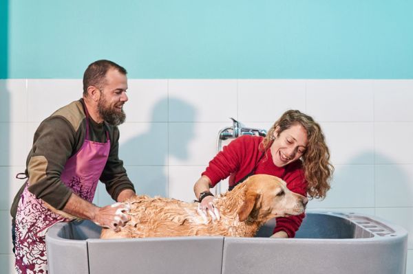 Como bañar a un perro facil pareja bañando perro 