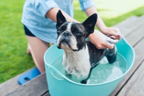 Cómo bañar a un perro boston terrier 
