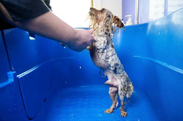 Como bañar a un perro facil yorkshire 
