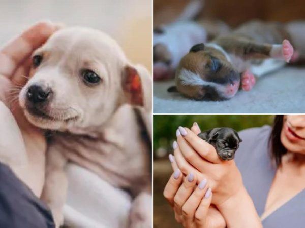 Qué necesita un cachorro