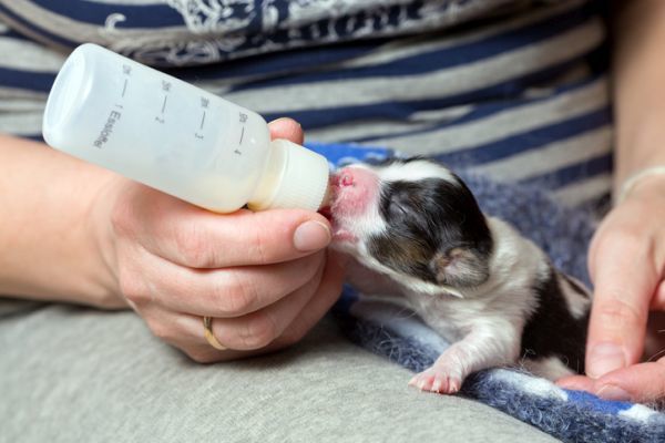 Cachorrito biberón 