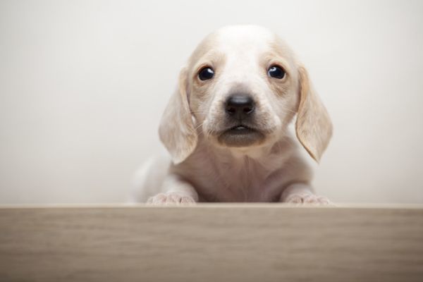Cachorrito blanco 
