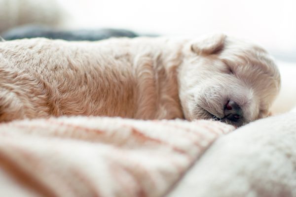 Cachorrito dormido 