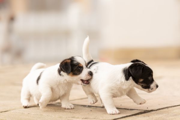 Cachorros de dos semanas