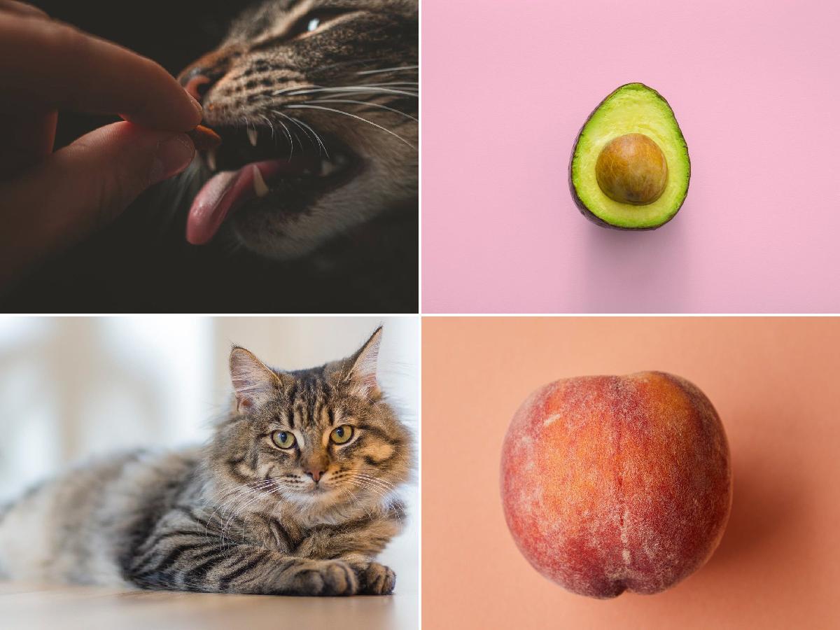 Los alimentos que no puede comer tu gato y posibles enfermedades