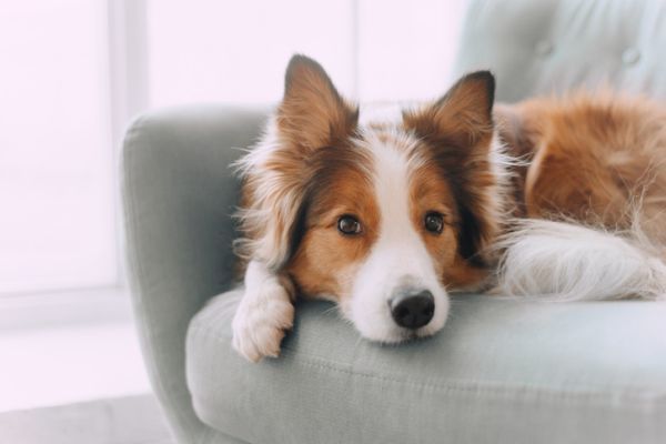 Collie en el sofá 