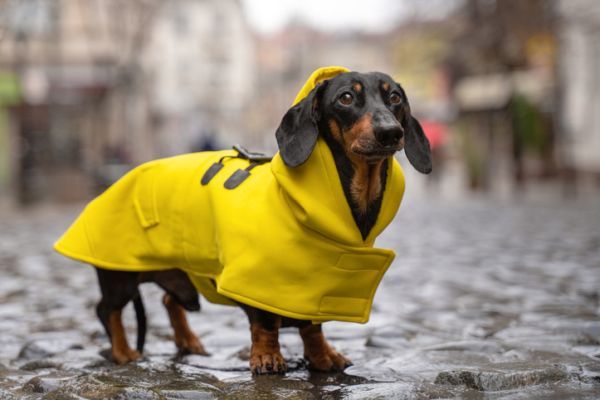 Perro con abrigo 