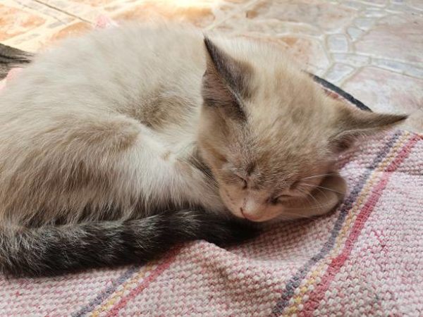 Etapas desarrollo en los gatos son sus caracteristicas 