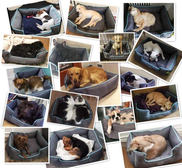 Las mejores camas de verano para perros - Las más vendidas Pecute