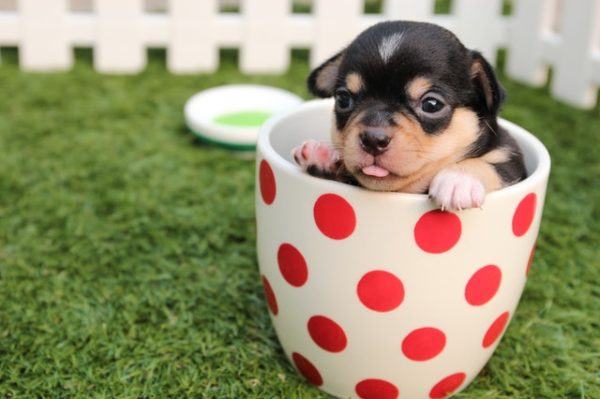 Los mejores consejos, recomendaciones y pautas para educar y tratar a un perro adoptado zona de comida