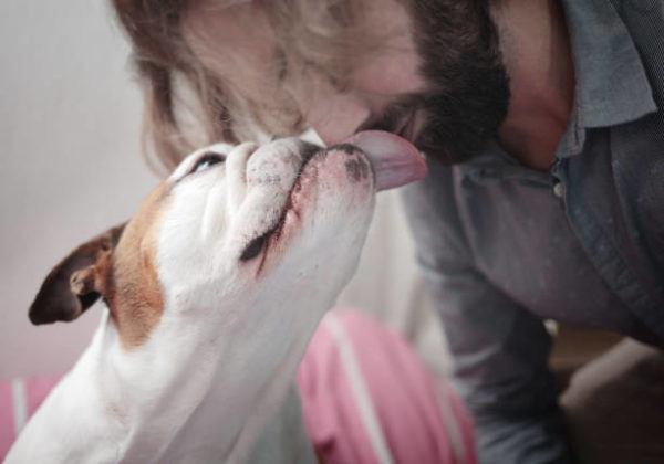 Por que perro para de lamer todo 