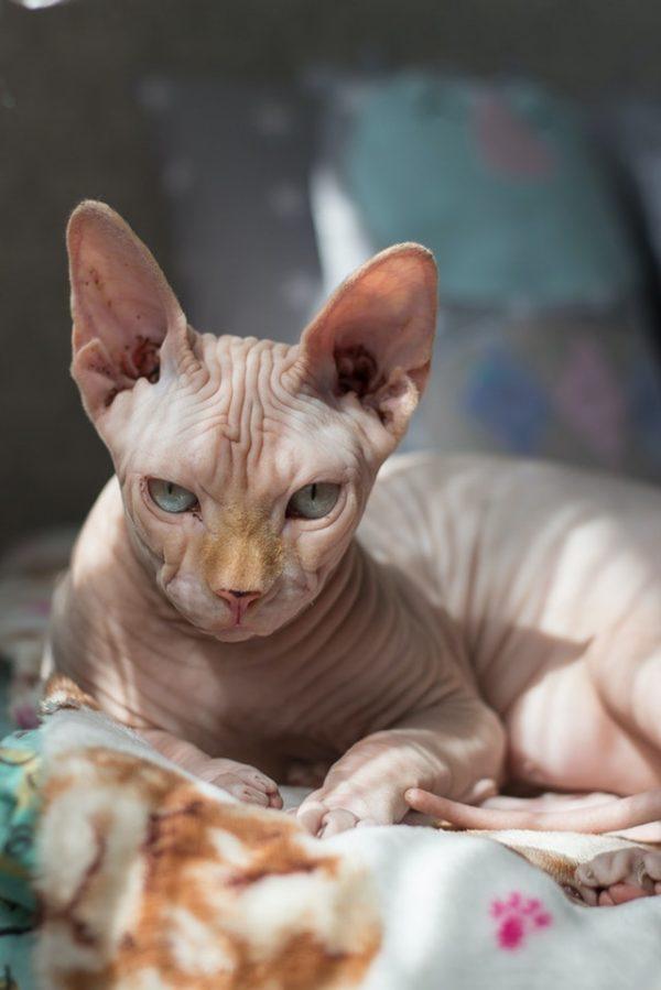 Las razas de gato que mejor soportan el calor del verano Sphynx