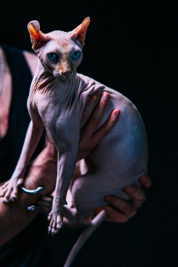 Las razas de gato que mejor soportan el calor del verano Sphynx