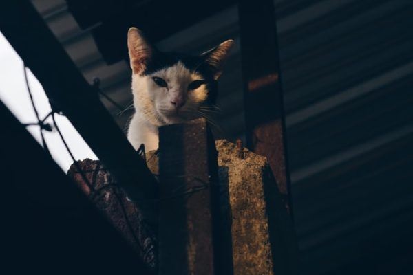 Los 10 trucos más inteligentes para gatos