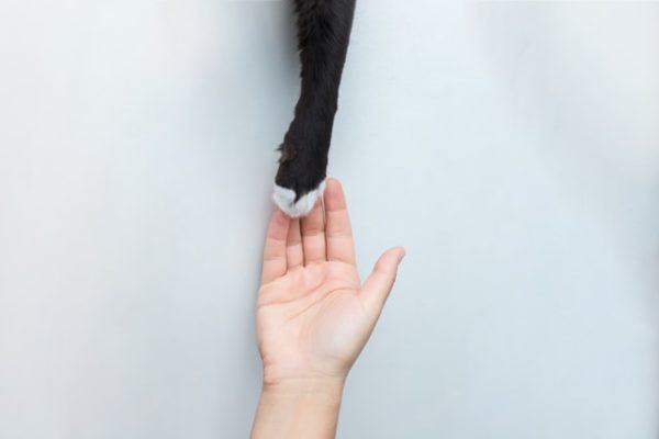 Los 10 trucos más inteligentes para gatos buenas